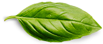 Bienvenue sur le site de notre ferme solidaire en maraîchage biologique :) (site en construction) Basil Leaf