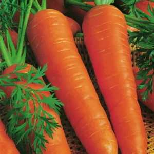 Bienvenue sur le site de notre ferme solidaire en maraîchage biologique :) (site en construction) Mon Panier Bio : carottes bio Berlicum en vrac
